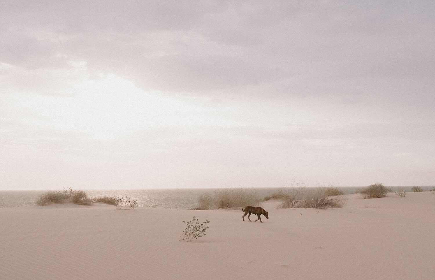 Un perro solitario camina por un desierto arenoso con algunos matorrales dispersos, cerca de una masa de agua y bajo un cielo nublado.